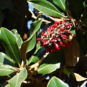 020. Benalmadena, semena magnólie
