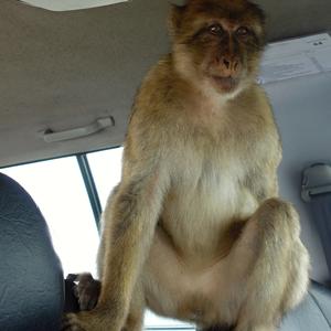049. Gibraltar 4