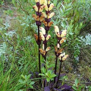 084. Na polárním kruhu, Pedicularis flammea, všivec