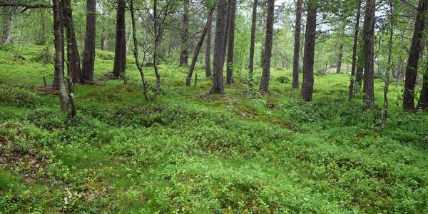 087. Rezervace Dypen, Lonselva