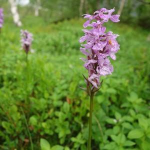 094. Sorfold, Orchis, běžná pozemni orchidej