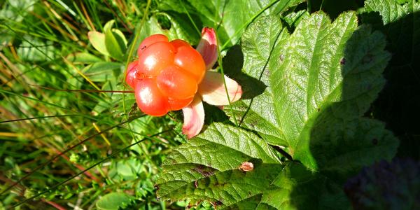 116. Lofoty, Rubus chamaemorus, ostružiník moruška