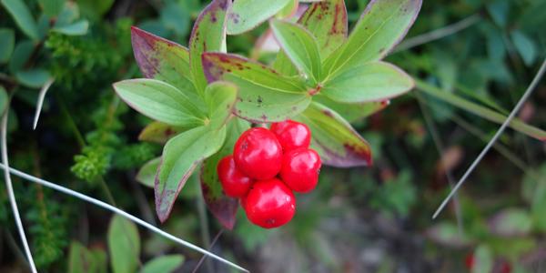 134. Lofoty, dřín švédský, Cornus suecica