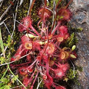 142. Výlet na ledovec Svartisen, Drosera rotundifolia