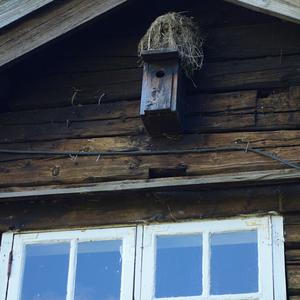 160. Historický Stiklestad, pták měl na budku svůj názor