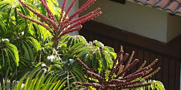 055. Taxco, Octopus tree