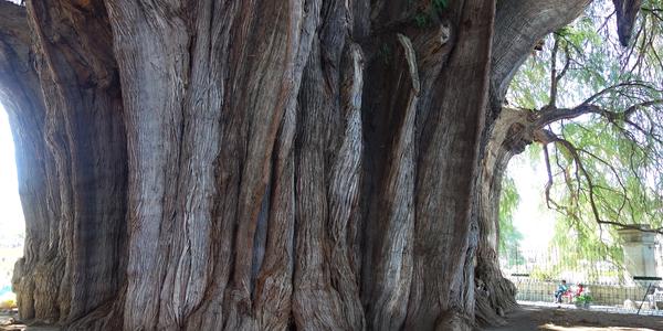 074. Tule, Taxodium mucronatum