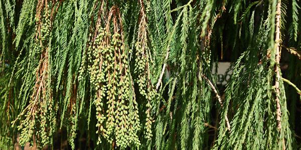 076. Tule, Taxodium mucronatum 11