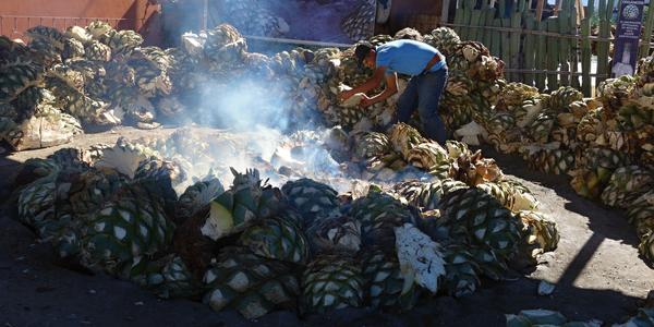 080. V palírně mezcalu