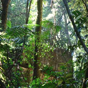 116. Palenque 1, zbytky pralesa