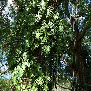 125. Uxmal, monstera