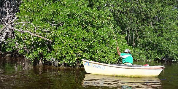 130. 4 BR Celestún, mangrove