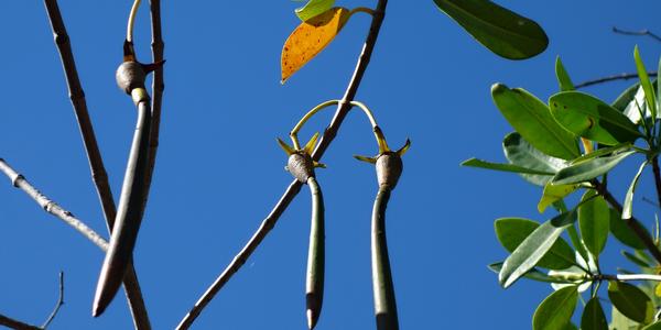 130. 5 BR Celestún, klíčící mangrove