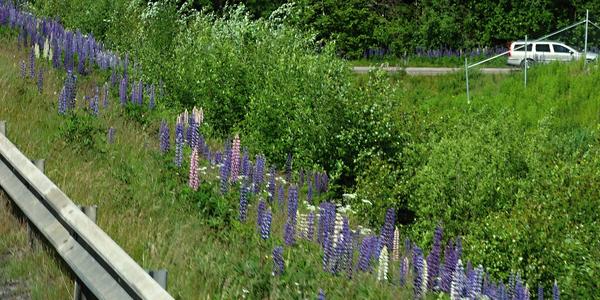 060. Stockholm, lupina u silnice