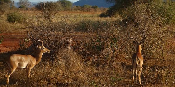003-Tsavo West, impaly