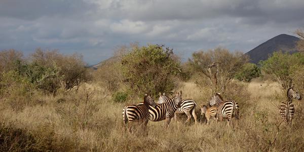 009-Tsavo West, krajina se zebrami