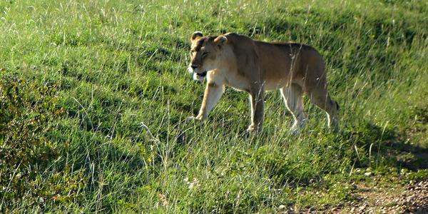 010-Masai Mara, smutná lvice