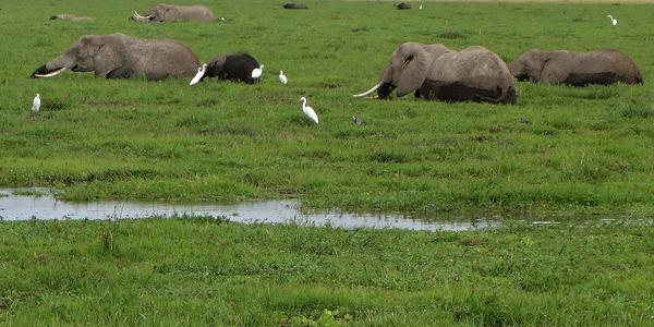 011-Amboseli, sloni v bažině