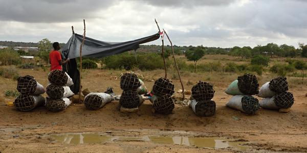 015-cestou do Tsavo, dřevěné uhlí