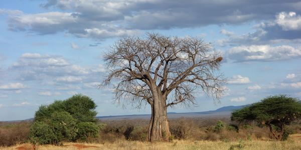 023-Tsavo West, baobab