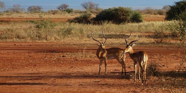030-Tsavo West, impaly 1
