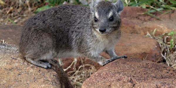 038-Tsavo West, Ngulia, daman
