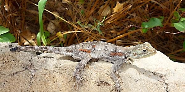 040-Agama, dokonalé mimikry