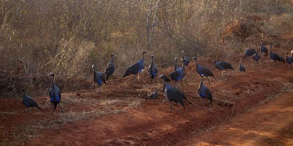 044-Tsavo West, perlička supí