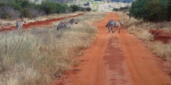 044-Tsavo West, zebry