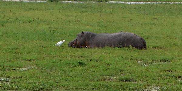 147-Amboseli, hroch