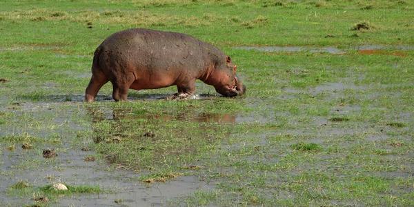 149-Amboseli, hroch