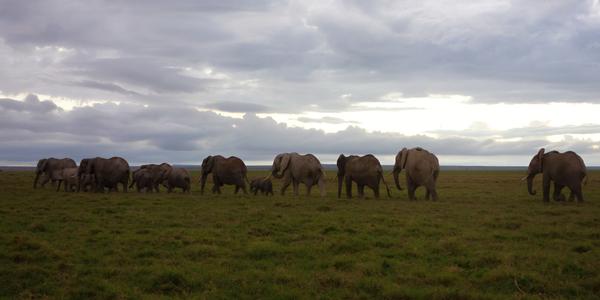 157-Amboseli, ranní procesí slonů