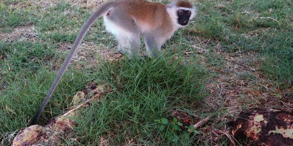 158-Amboseli, kočkodan