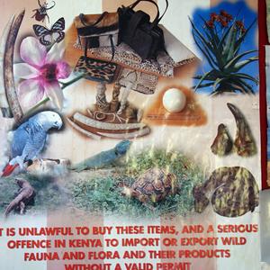 159-Amboseli, Ol Tukai lodge