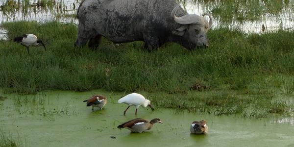 162-Amboseli, vodní buvol