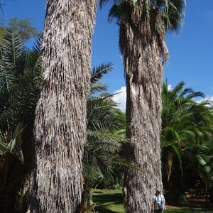 163-Amboseli, Ol Tukai lodge, Washingtonia