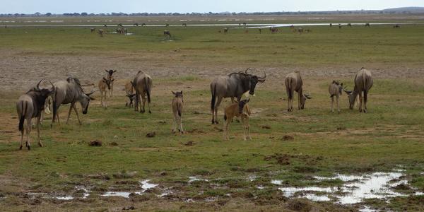 165-Amboseli, pakoně
