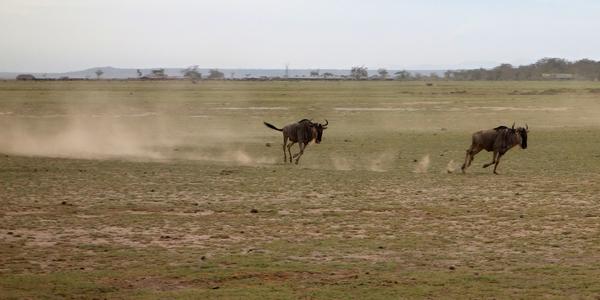 167-Amboseli, pádící pakoně