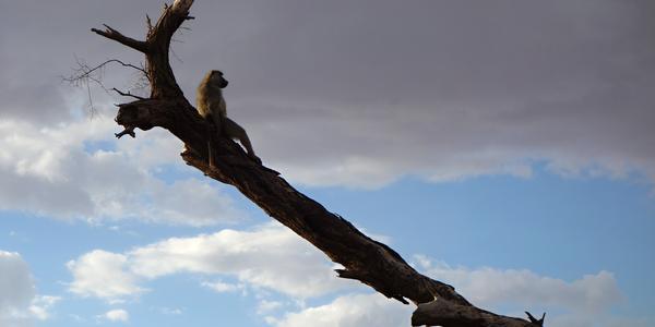 168-Amboseli, pavián na vyhlídce