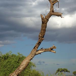 169-Amboseli, pavián na vyhlídce