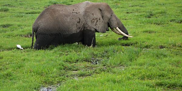 172-Amboseli, slon v bažině