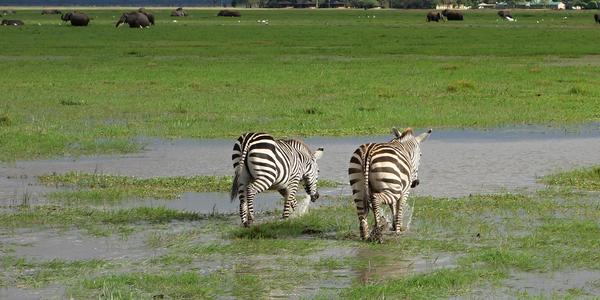 172-Amboseli, zebry
