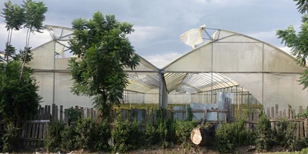 174-Naivasha, foliovníky