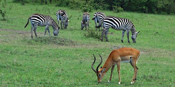 191-Masai Mara, zebry