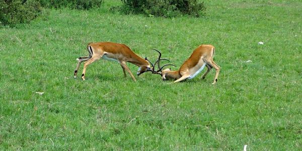 193-Masai Mara, souboj impal