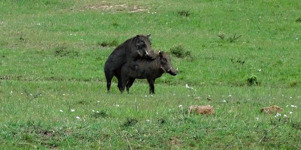 194-Masai Mara, prase bradavičnaté