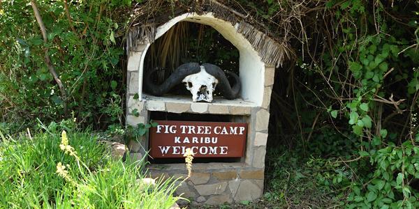 198-Masai Mara, Fig Tree camp