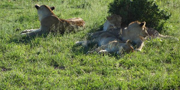 207-Masai Mara, lvi odpočívající ve stínu
