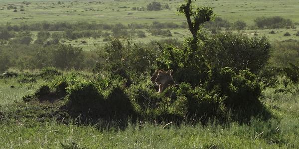 209-Masai Mara, ostrůvek