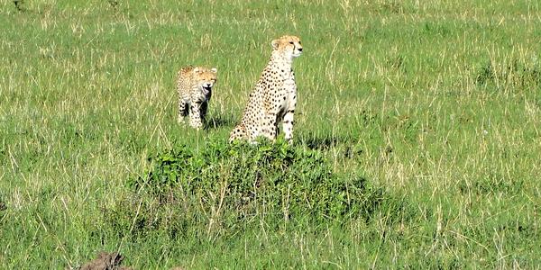 211-Masai Mara, gepardice s mládětem a